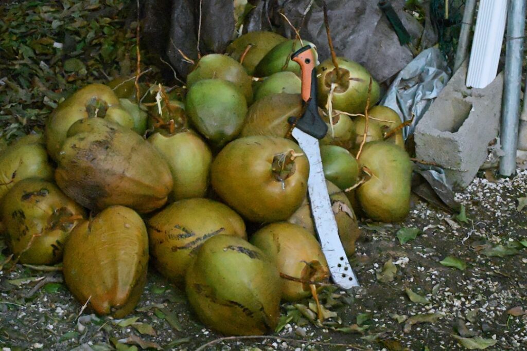 Buah kelapa segar dengan daging dan air kelapa
