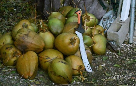 Buah kelapa segar dengan daging dan air kelapa