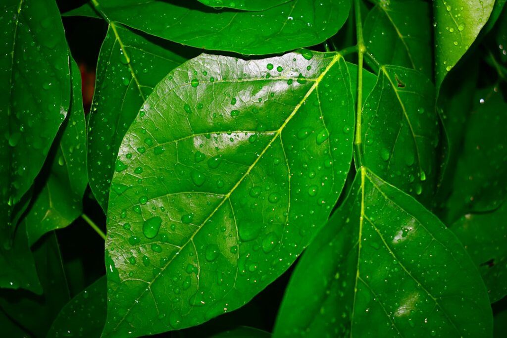 Daun Binahong segar dengan latar belakang alami