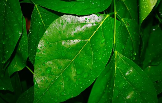 Daun Binahong segar dengan latar belakang alami