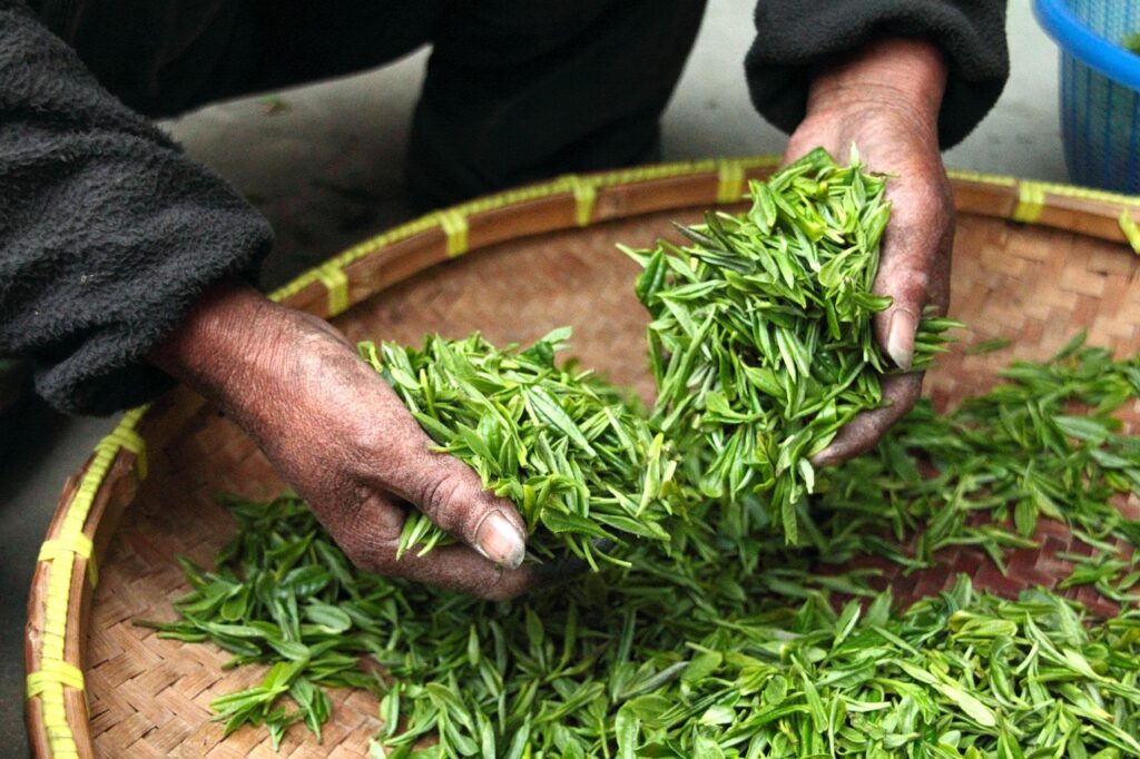 Daun kelor segar di alam