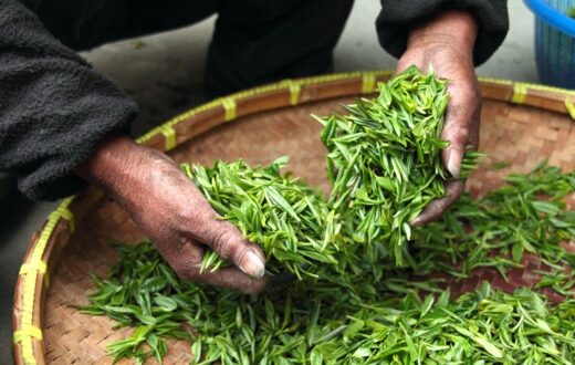 Daun kelor segar di alam