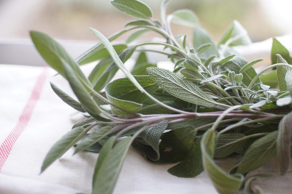 Tanaman Herbal Jali dengan daun dan buah khas