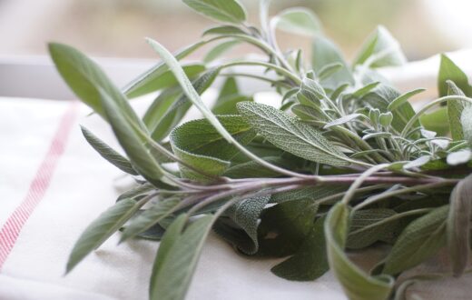 Tanaman Herbal Jali dengan daun dan buah khas