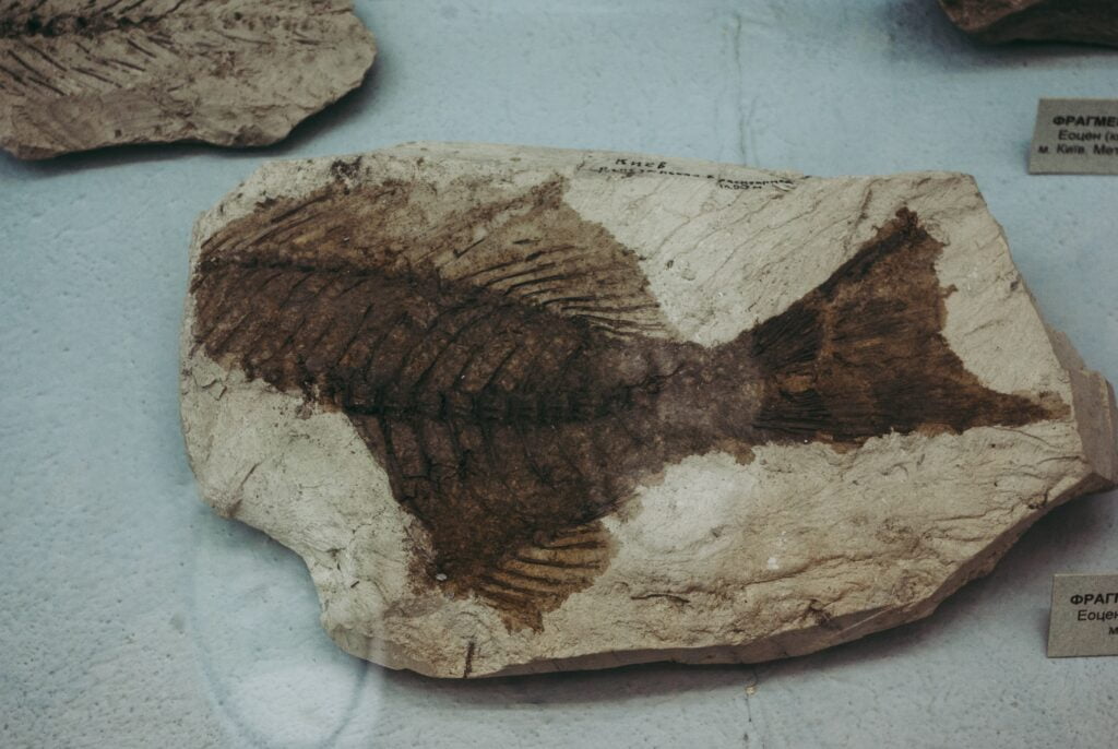 Rekaman Geologis