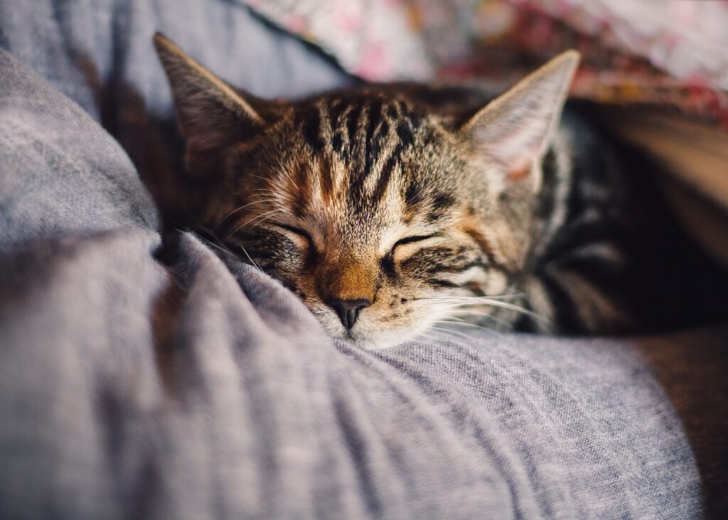 Cara Meningkatkan Kualitas Tidur